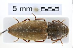 Foto (Dorsalansicht) von Agrypnus albisparsus (Candèze, 1857) (NHMW-ZOO-COL-0008108)
